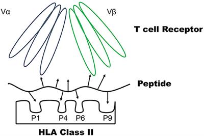 Determining Antigen Specificity of Human Islet Infiltrating T Cells in Type 1 Diabetes